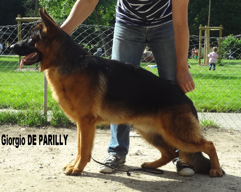 Chiot Elevage De La Légende D Amarok Eleveur de chiens Berger