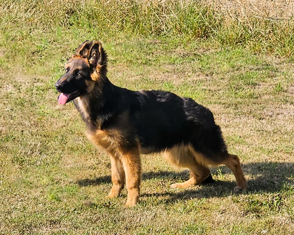Arya De La Légende D'Amarok