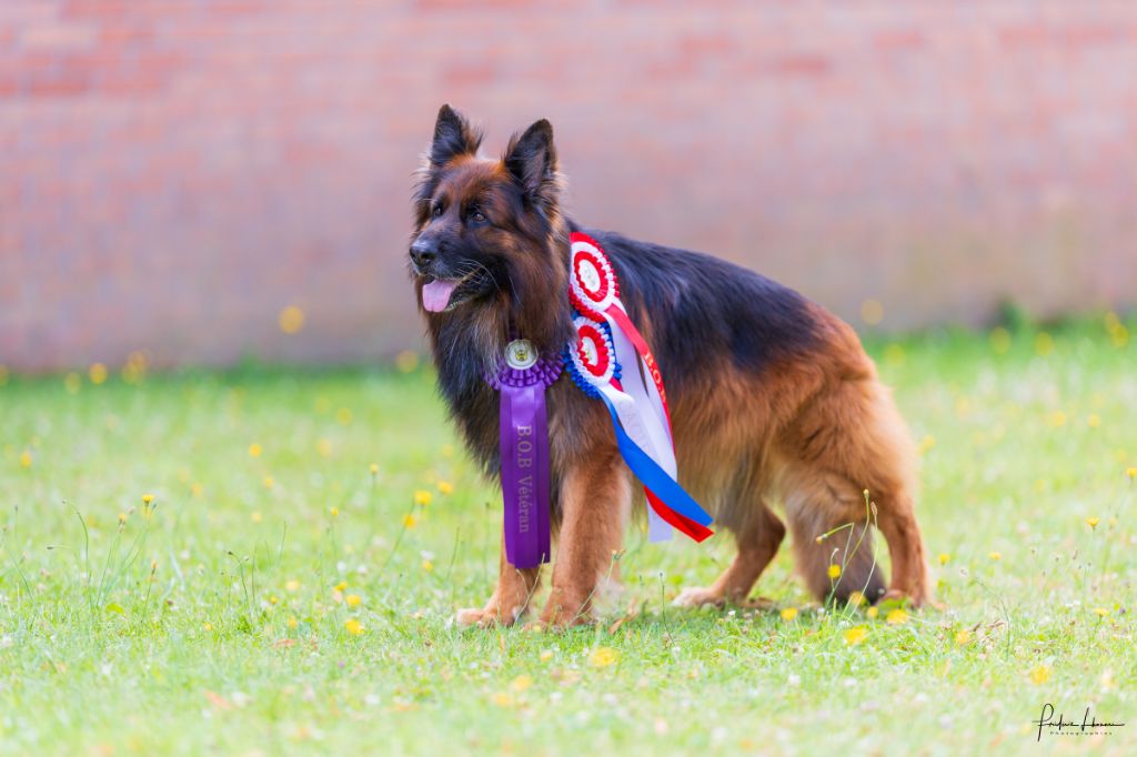 CH. Nanook du domaine de sanctae crucis