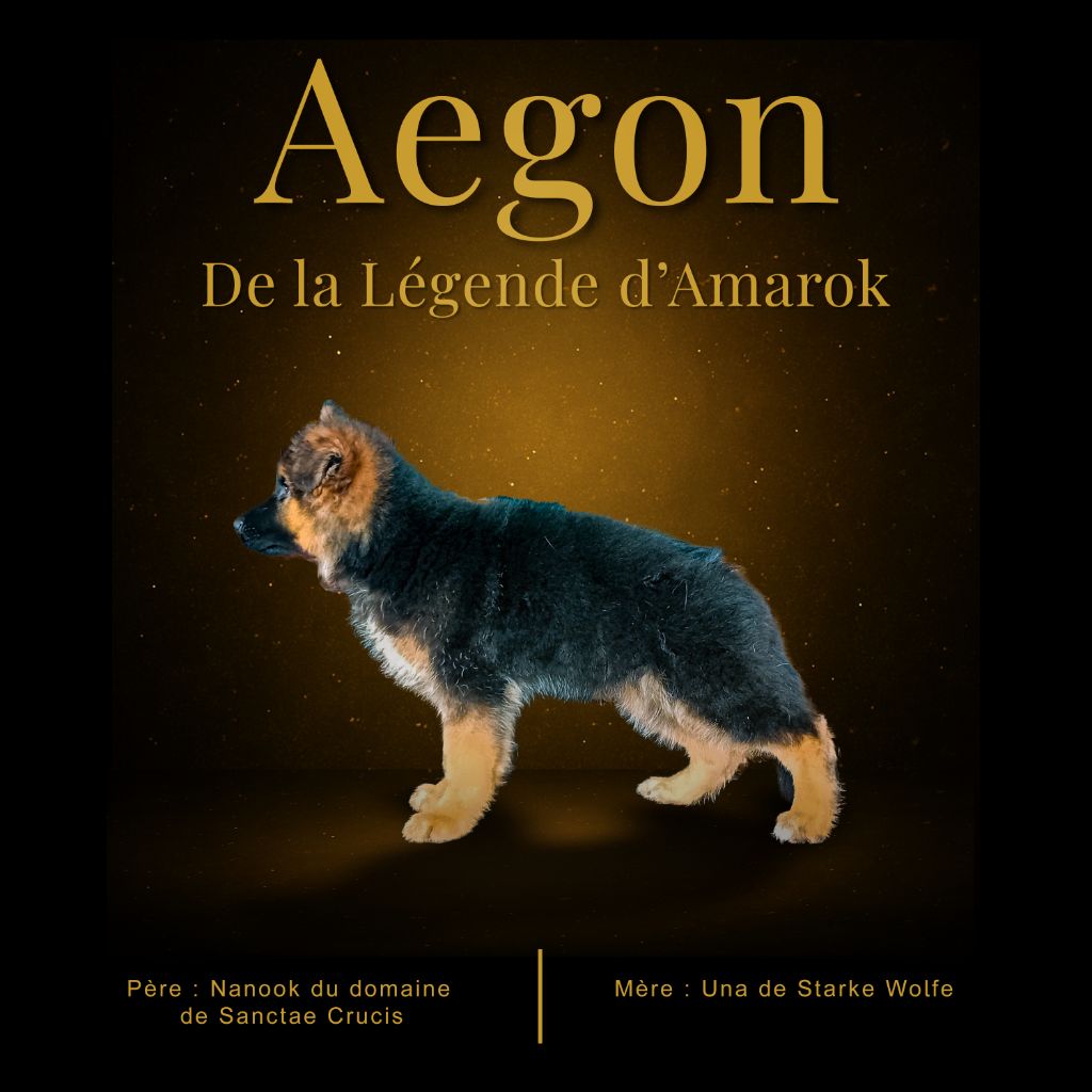 Aegon De La Légende D'Amarok