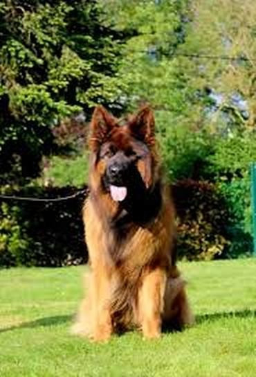 CH. TINO De La Légende D'Amarok