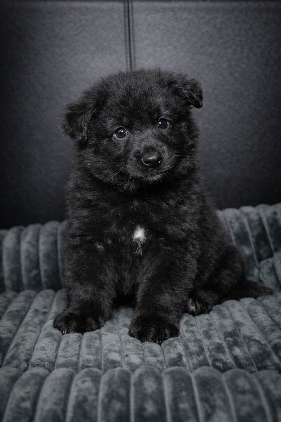 Black-Moon De La Légende D'Amarok