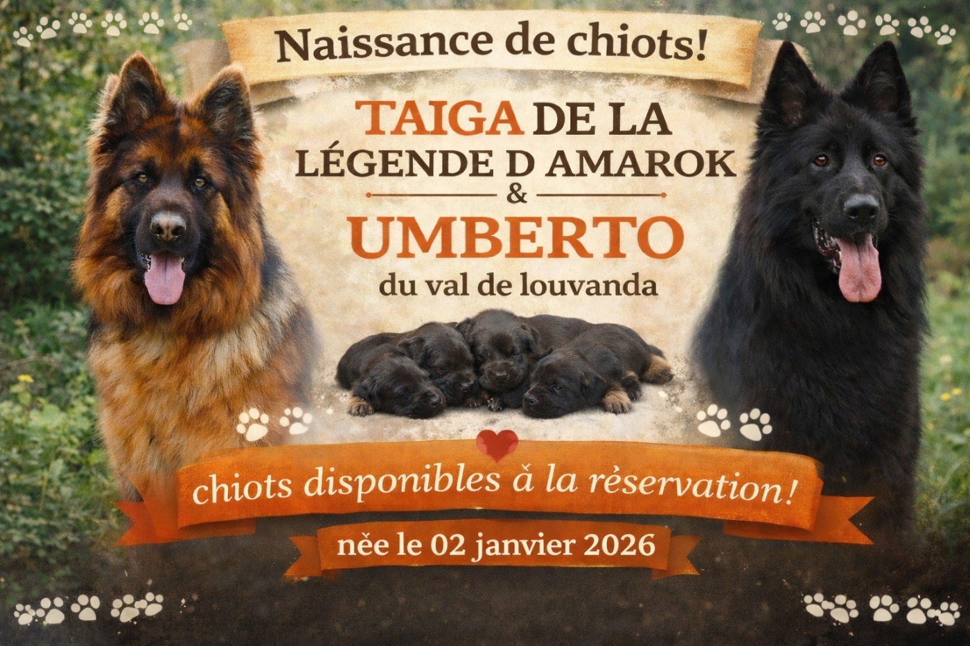 De La Légende D'Amarok - Berger Allemand Poil Long - Portée née le 02/01/2026