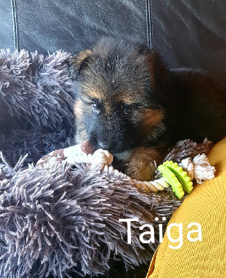TAÏGA 