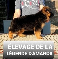SVEN DE LA LEGENDE D'AMAROK