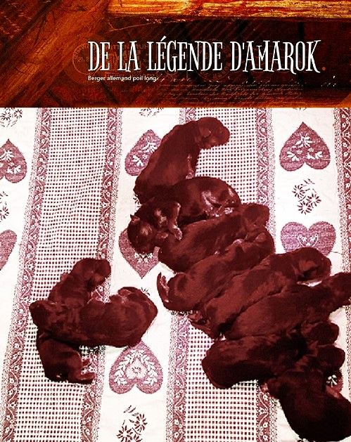 Chiot Berger Allemand Poil Long De La Légende D'Amarok